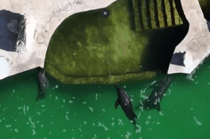 Nueve delfines mexicanos en abandono: la falta de santuarios tras la prohibición de shows marinos