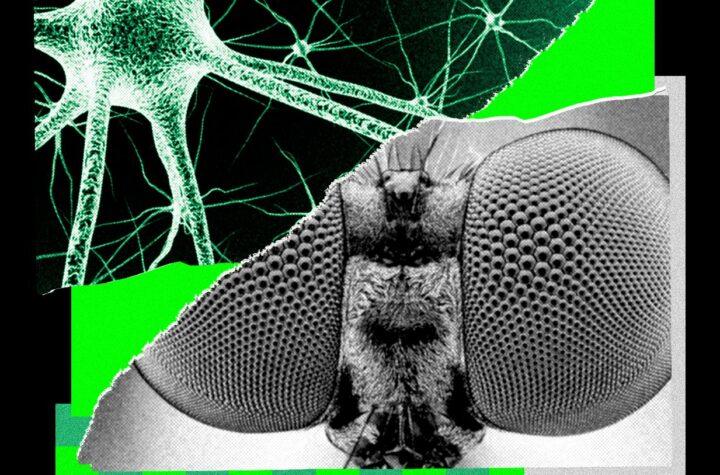 Entrené el cerebro de una mosca: Innovadoras ideas para historias de ciencia y tecnología