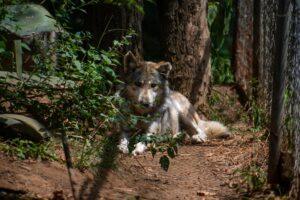 Extinción Cero: El Santuario que Salva al Lobo Mexicano de la Desaparición y el Olvido Político