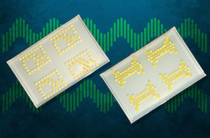 Científicos Transforman Bacterias en Transistores para Desarrollar Circuitos Vivos Innovadores