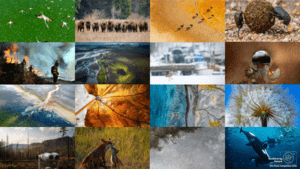 ¡Vota ahora y elige al ganador del Premio del Público 2026 en nuestro concurso de fotografía!