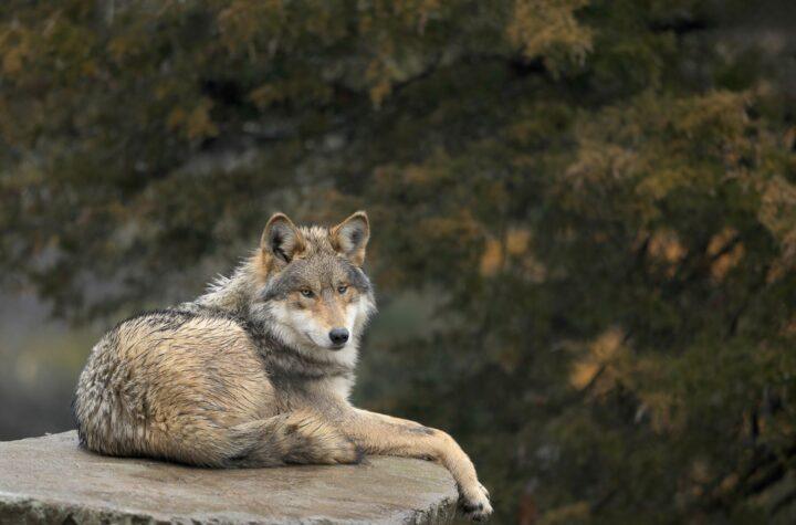 Trump propone permitir la caza del lobo gris mexicano para beneficiar a la ganadería