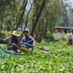Amazon transforma chinampas de Xochimilco: Proyecto innovador para limpiar canales olvidados