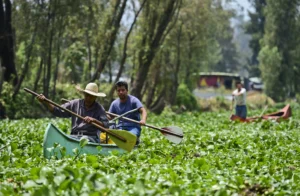Amazon transforma chinampas de Xochimilco: Proyecto innovador para limpiar canales olvidados